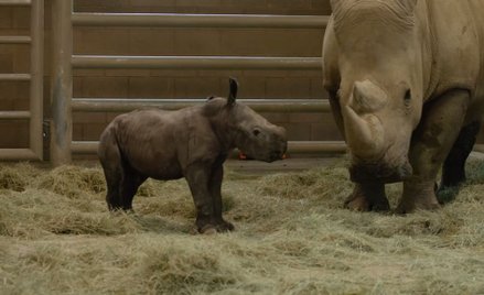 USA: W zoo przyszedł na świat nosorożec. Może uratować gatunek