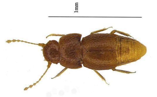 Nelloptodes gretae