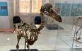 Wymarł ponad 350 lat temu, teraz może powrócić do życia. Naukowcy ogłosili postęp