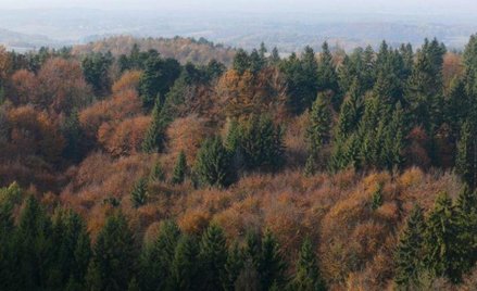Posłanki Lewicy: Lasy należą do nas – obywateli i obywatelek