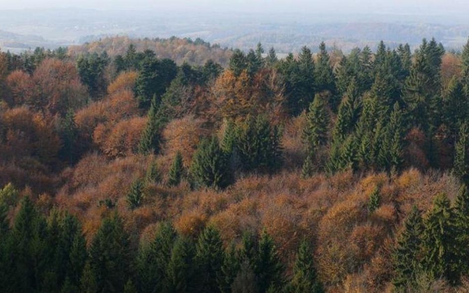 Posłanki Lewicy: Lasy należą do nas – obywateli i obywatelek