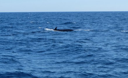 Islandia nie będzie w tym roku polować na wieloryby
