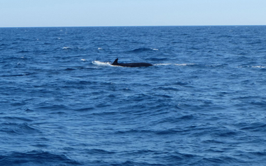 Islandia nie będzie w tym roku polować na wieloryby