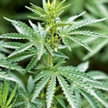 Legalizacja marihuany przyniosłaby Belgii 144 mln euro