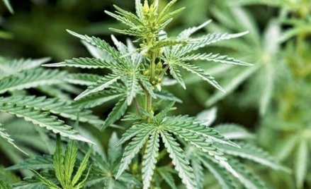 Legalizacja marihuany przyniosłaby Belgii 144 mln euro