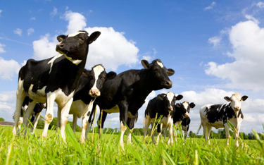 Brytyjscy rolnicy proponują: Krów tyle samo, więcej wierzb