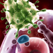 W taki sposób przebiega namnażanie wirusa HIV