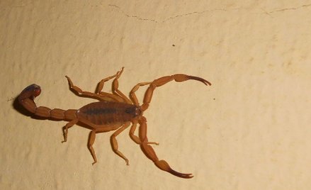 Brazylia mierzy się z inwazją jadowitych skorpionów