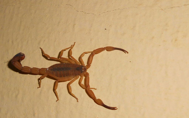 Brazylia mierzy się z inwazją jadowitych skorpionów