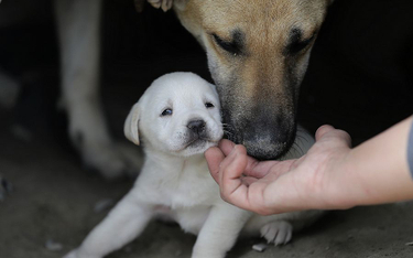 Francja: Lista wyjść pierwszej potrzeby rozszerzona o adopcję zwierząt
