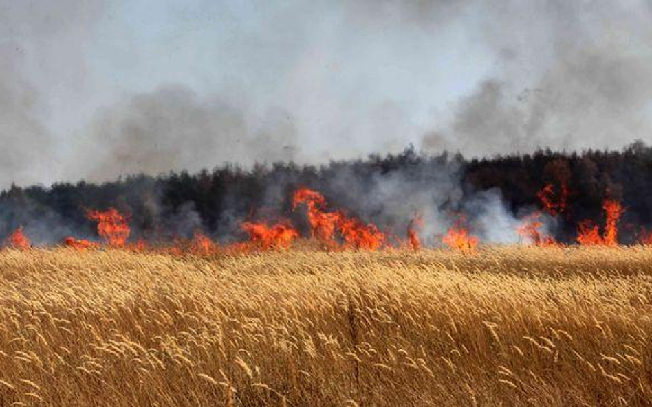 Susza powoduje pożary, które już niszczą lasy i przyległe uprawy