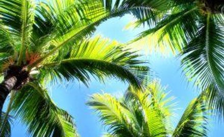 Kartka z Kanarów od chorej pracownicy może jej zaszkodzić