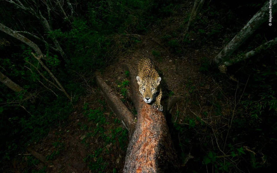 Najlepsze zdjęcia przyrodnicze. Wildlife Photographer of the Year