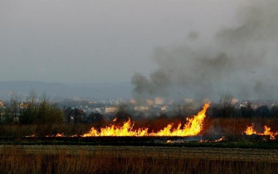 Za wypalanie traw grożą surowe sankcje