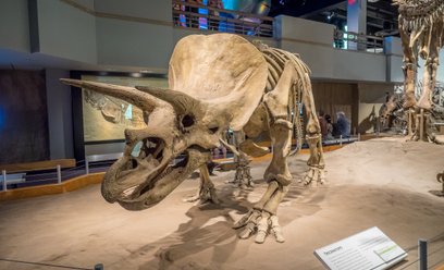 Okazało się, że ceratopsy (grupa dinozaurów, do której należy słynny triceratops) licznie występował