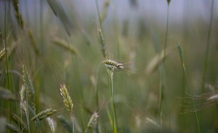 Zboża będą tanie mimo powodzi