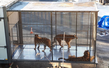 Tygrys na ulicach Paryża. Zwierzę uciekło z cyrku