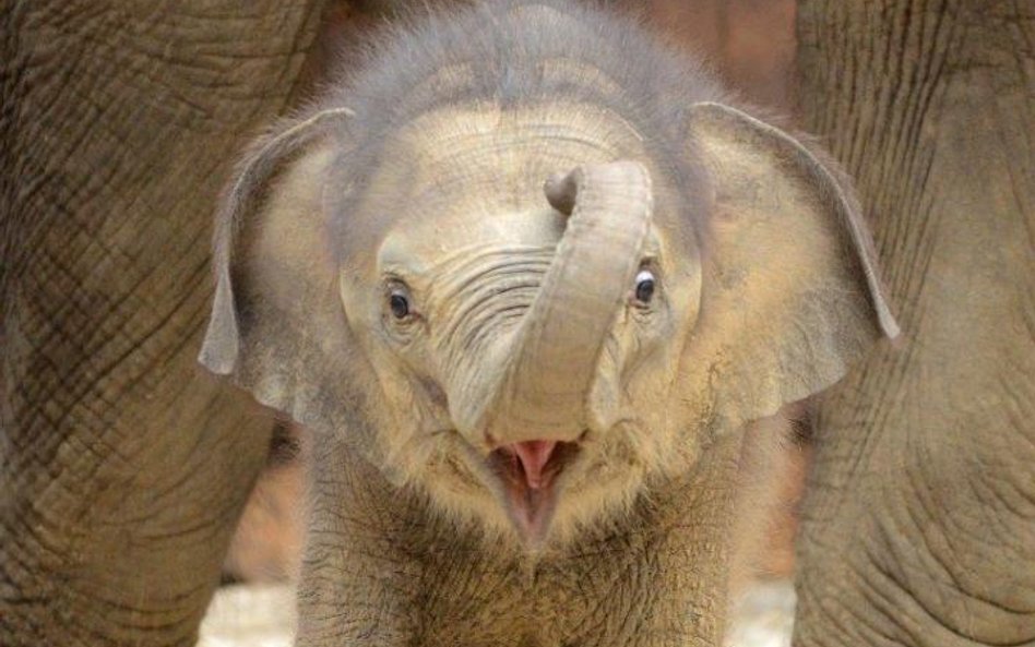 Słoniczka azjatycka z zoo w Ostrawie (Czechy)