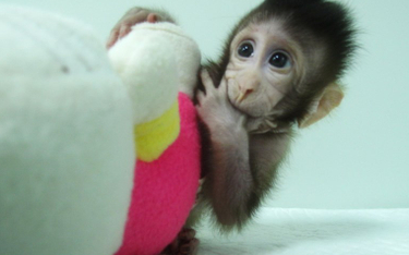 Chińscy naukowcy sklonowali małpy