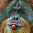 Orangutany umieją wykorzystywać narzędzia, uczą się od siebie i wykazują zachowania społeczne