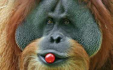 Orangutany umieją wykorzystywać narzędzia, uczą się od siebie i wykazują zachowania społeczne