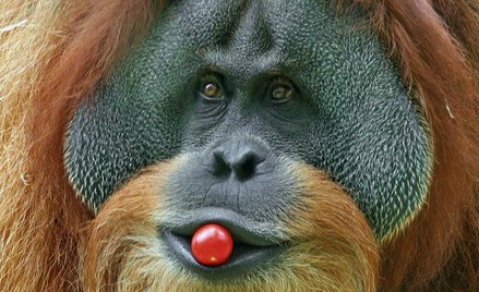 Orangutany umieją wykorzystywać narzędzia, uczą się od siebie i wykazują zachowania społeczne