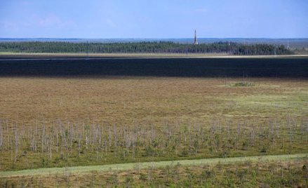 Kawałek tajgi poproszę