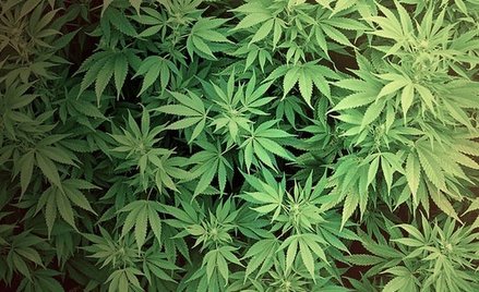 Plantacja marihuany w kurniku rozbita