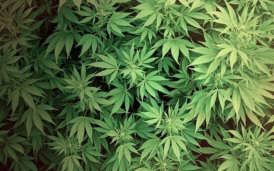 Plantacja marihuany w kurniku rozbita