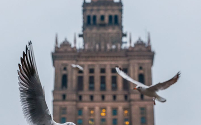 Najbardziej znanym ptakiem gnieżdżącym się w Pałacu Kultury i Nauki jest sokół wędrowny. Poluje na g