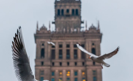 Najbardziej znanym ptakiem gnieżdżącym się w Pałacu Kultury i Nauki jest sokół wędrowny. Poluje na g