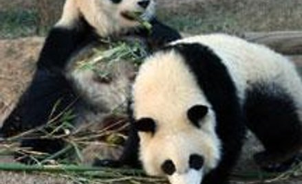 Pandy Mei Lan i Lun Lun