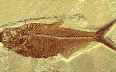 Szczątki gigantycznych ryb sprzed 150 milionów lat odkryto pod Łodzią
