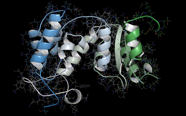 Model fragmentu enzymu CD 38