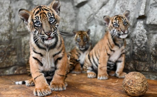 Nowi mieszkańcy wrocławskiego zoo.