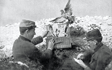 W czasie I wojny światowej dzięki gołębiom docierało 98 proc. wojskowych meldunków