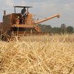 Zbiory pszenicy