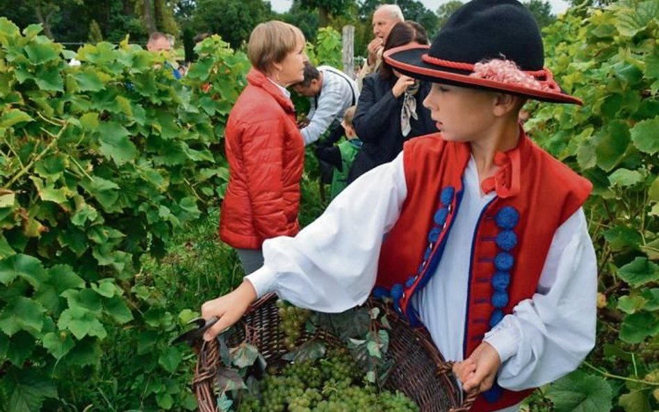 Winobranie w winnicy samorządowej to wielka atrakcja dla mieszkańców i turystów.