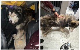 Policjantka z Wilanowa uratowała zestresowanego psa, biegnącego trasą S7 w sylwestrową noc