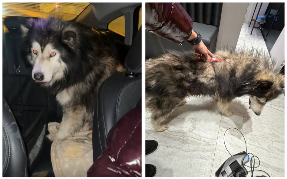 Policjantka z Wilanowa uratowała zestresowanego psa, biegnącego trasą S7 w sylwestrową noc