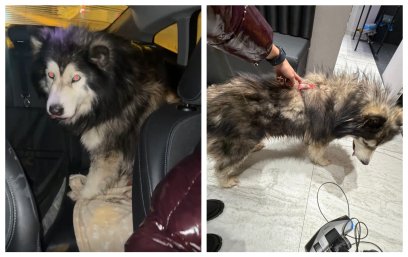 Policjantka z Wilanowa uratowała zestresowanego psa, biegnącego trasą S7 w sylwestrową noc