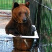 Misie z Korabiewic do maja muszą znaleźć się w ogrodzie zoologicznym