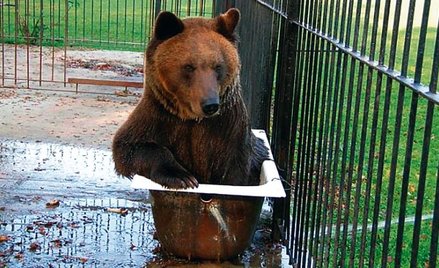 Misie z Korabiewic do maja muszą znaleźć się w ogrodzie zoologicznym