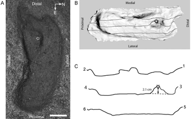 Przełomowe odkrycie: Odcisk stopy człowieka sprzed 15 tys. lat w Chile
