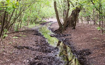 Mieszkańcy alarmują o zaniku naturalnego życia biologicznego w Potoku Bielańskim