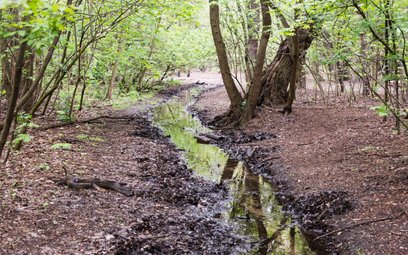 Mieszkańcy alarmują o zaniku naturalnego życia biologicznego w Potoku Bielańskim