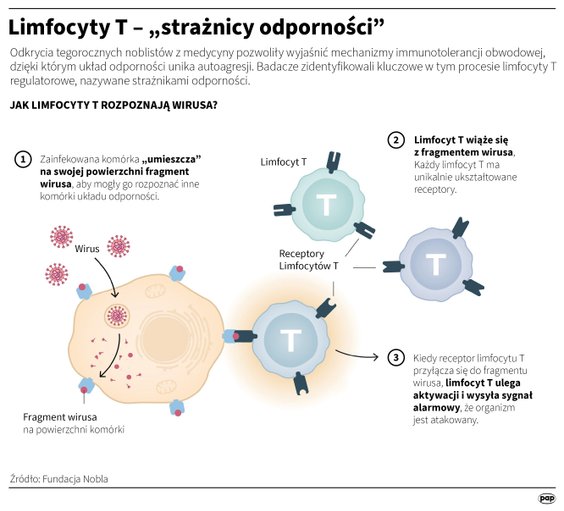 Czym są limfocyty T?