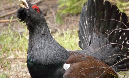 W polskich lasach żyje zaledwie 550 – 750 głuszców