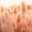 Peach Fuzz czyli „brzoskwiniowy meszek” – to kolor roku 2024 zdaniem Instytutu Pantone.