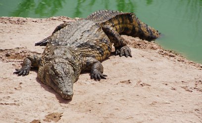 Naukowcy odkryli szczątki pradawnego gada przypominającego krokodyla i chodzącego na dwóch nogach / 